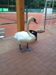 Auch der Schwan f&uuml;hlt sich hier pudelwohl - das neue Maskottchen der Tennisspieler?